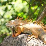 Geckos und Leguane