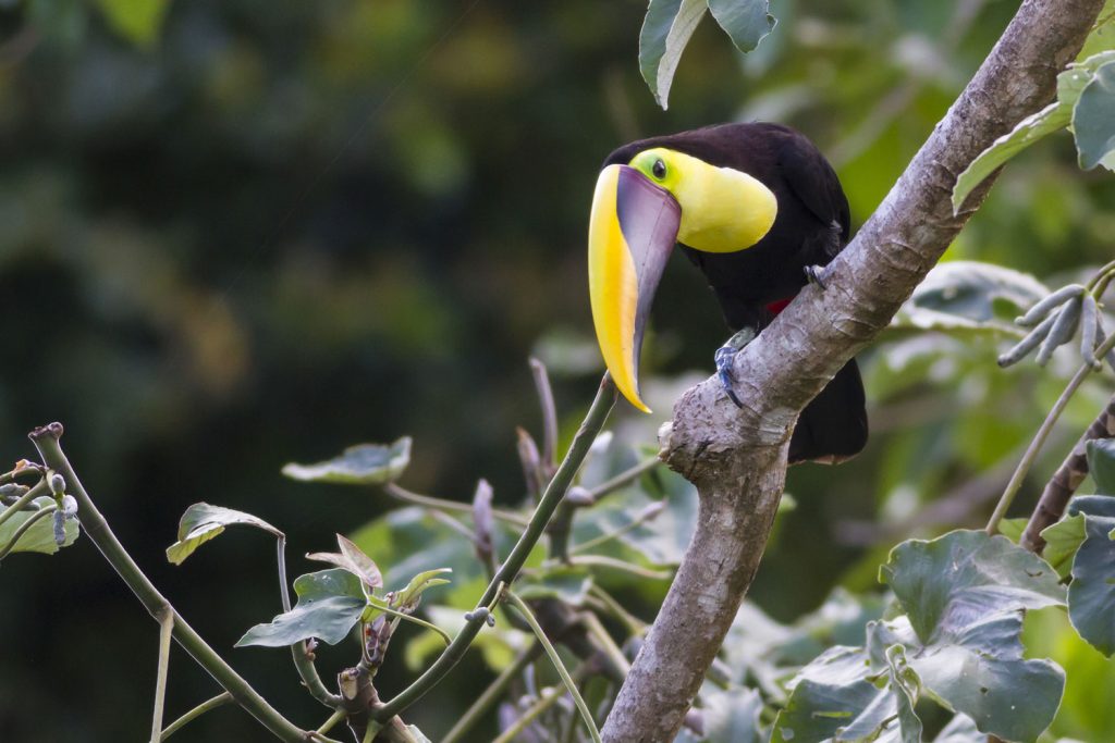 Durch den Urwald in Costa Rica