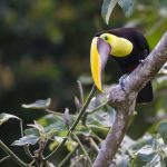 Durch den Urwald in Costa Rica