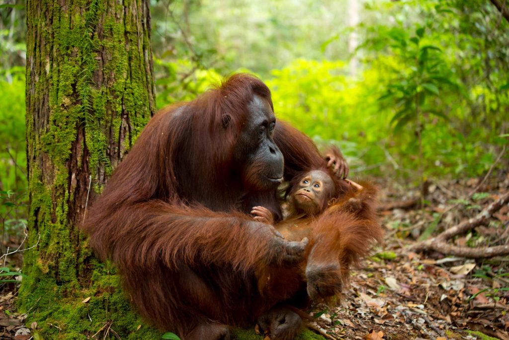 Orang-Utans auf Borneo