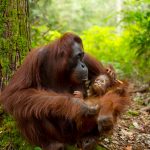 Orang-Utans auf Borneo