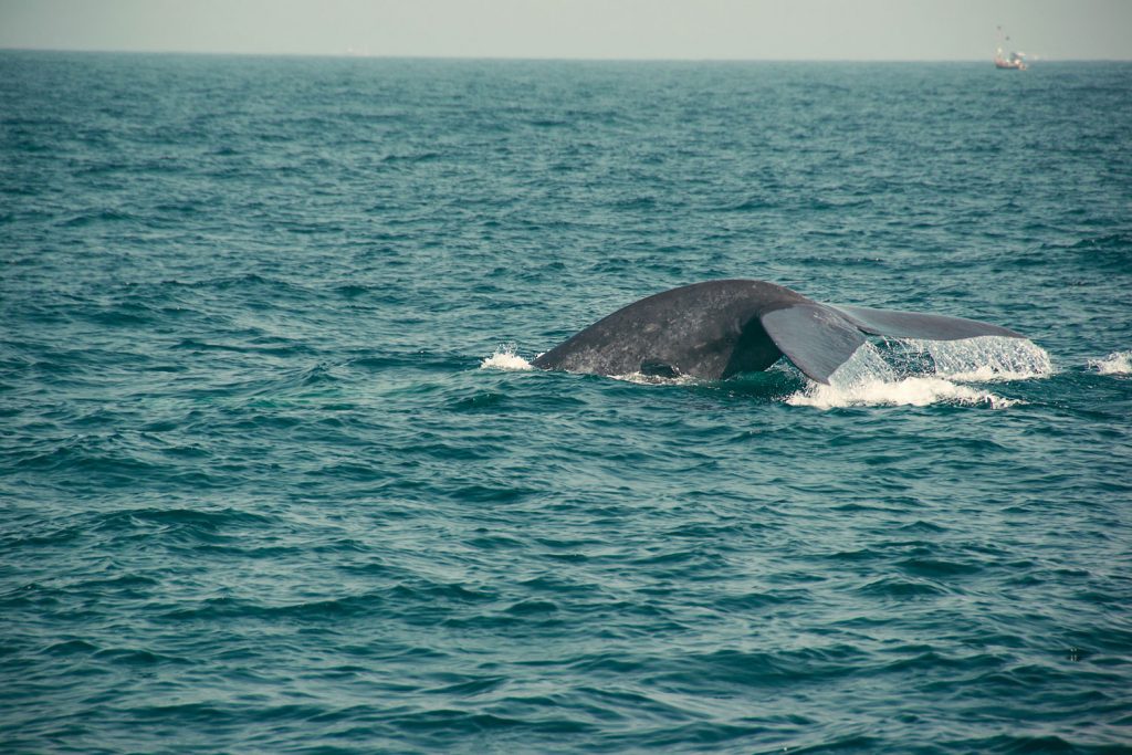 Whale Watching in Warrnambool