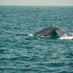 Whale Watching in Warrnambool