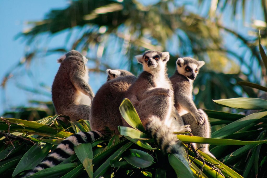 Madagaskar: Im Land der Lemuren