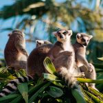 Madagaskar: Im Land der Lemuren