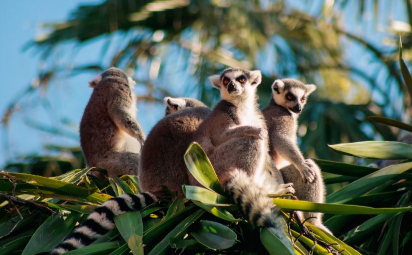 Madagaskar: Im Land der Lemuren