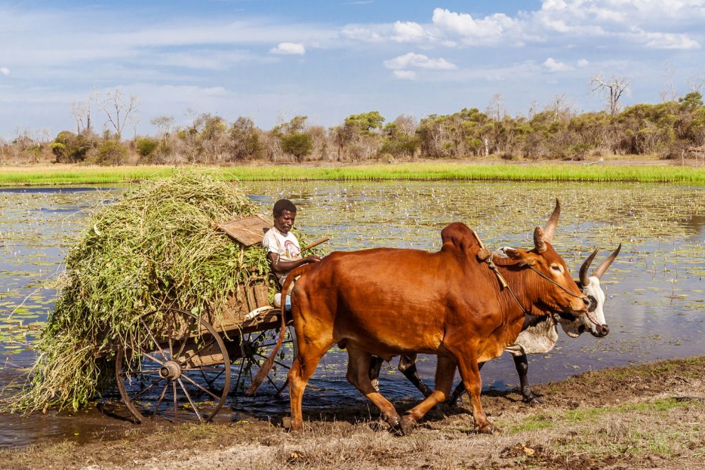 Auf Madagaskar laufen die Uhren anders