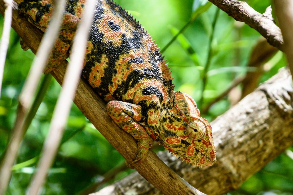Ranomafana National Park