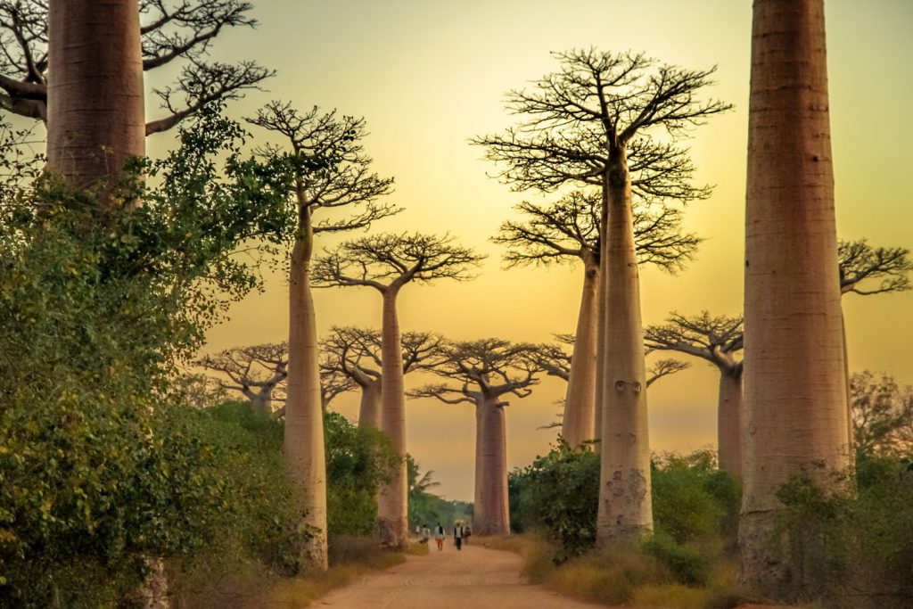 Baobaballee