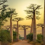 Baobaballee