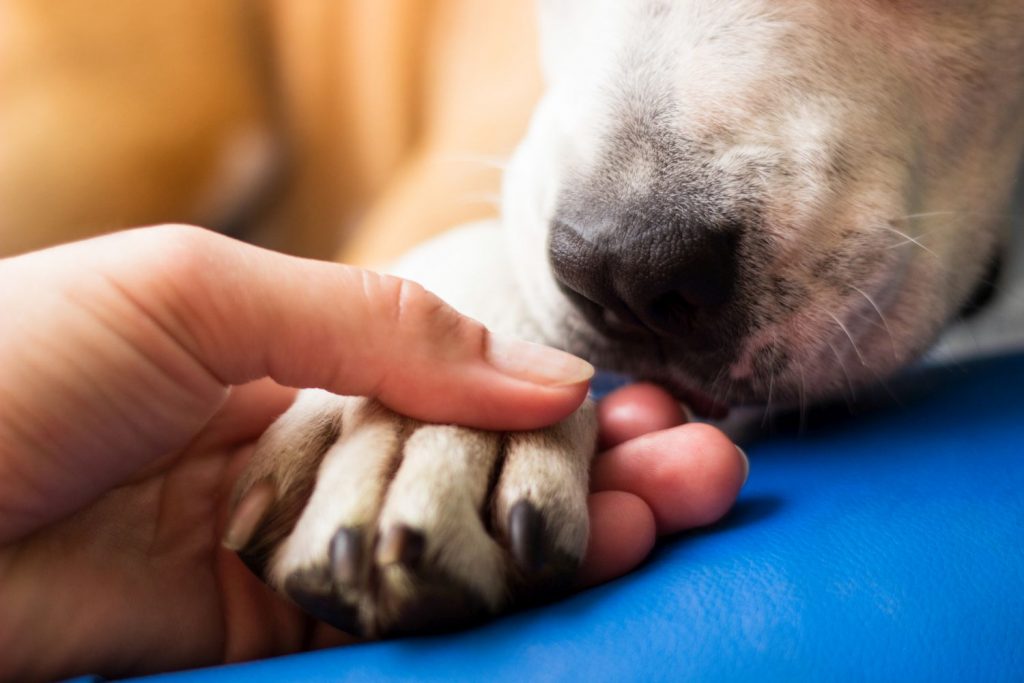 Sich um Tiere zu kümmern...