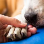 Sich um Tiere zu kümmern...
