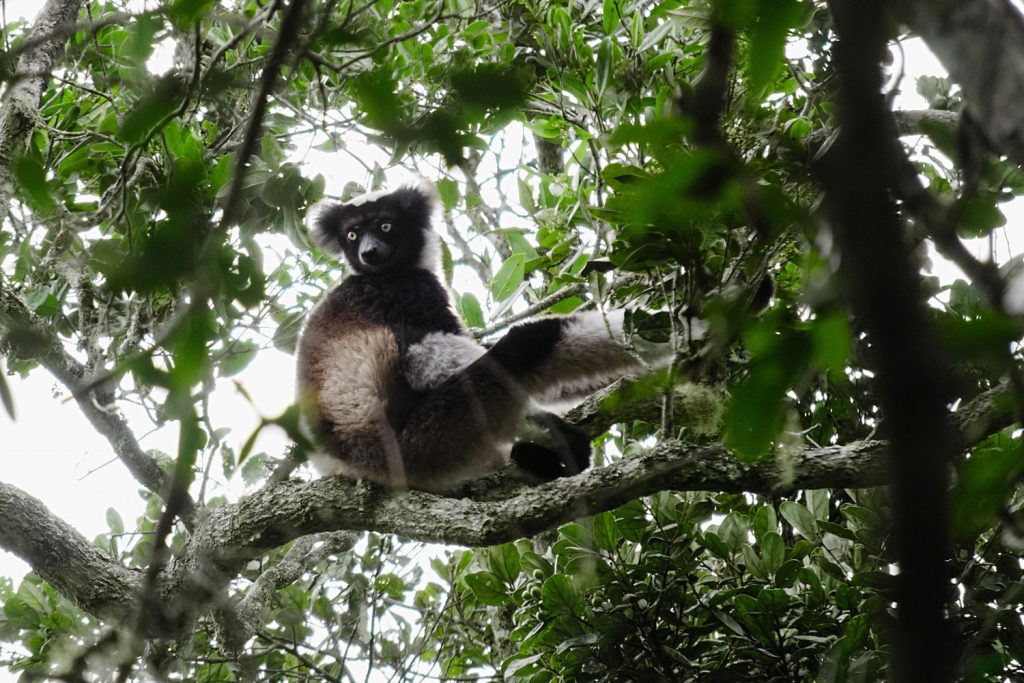 Andasibe Nationalpark
