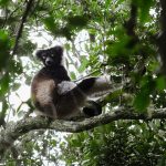Andasibe Nationalpark