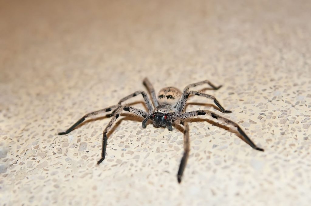 Insekten & Spinnen