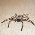 Insekten & Spinnen