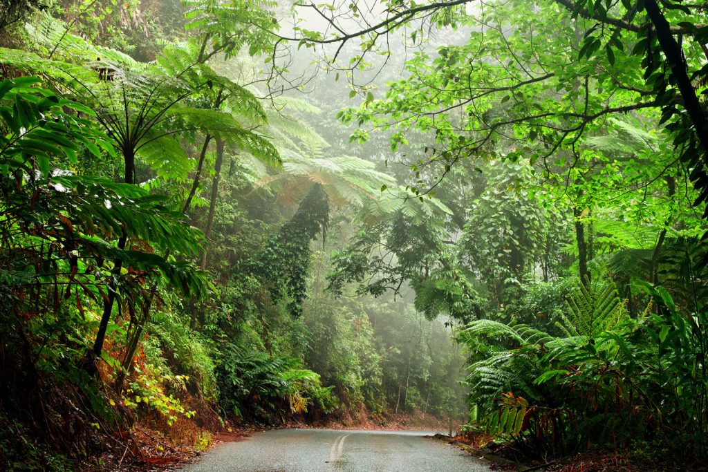 Australien: Daintree Forest