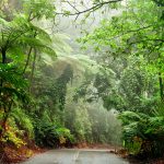 Australien: Daintree Forest