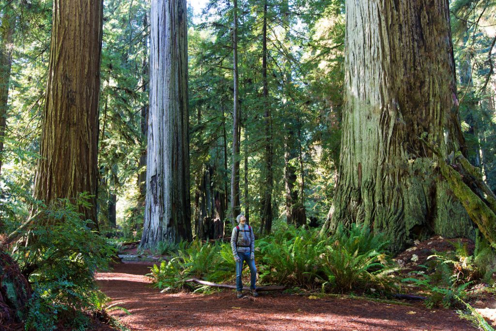 USA: Redwoods State Park