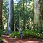 USA: Redwoods State Park