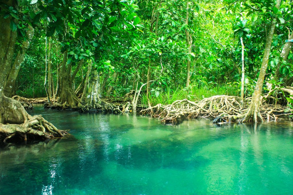 Thailand: Mangrovenwald Tha Pon