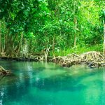 Thailand: Mangrovenwald Tha Pon