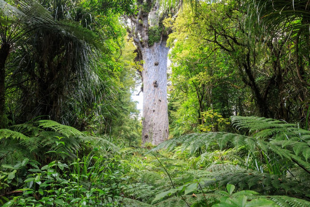 Neuseeland: Waipoua Forest