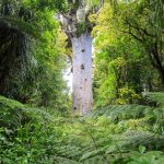 Neuseeland: Waipoua Forest