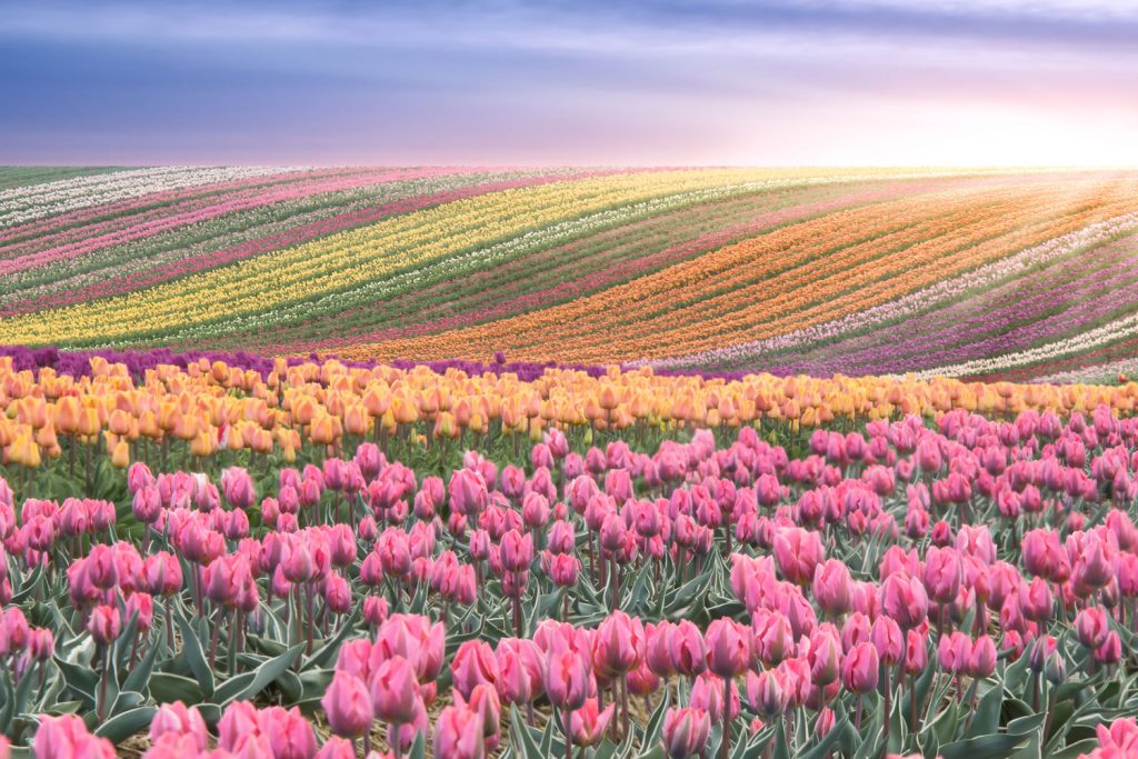 Niederlande