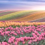 Niederlande