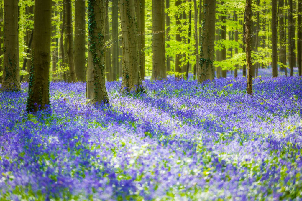Belgien: Hallerbos