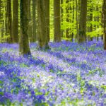 Belgien: Hallerbos