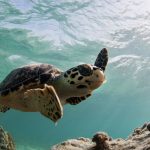 Amerika: Bahamas