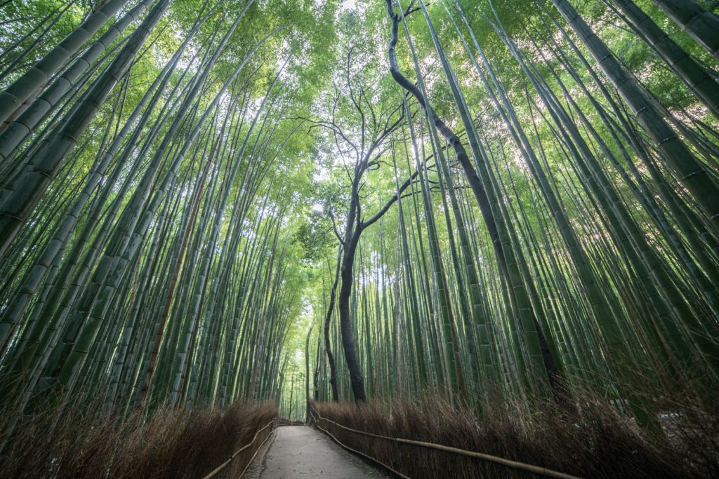 Japan: Bambuswald Sagano