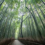 Japan: Bambuswald Sagano