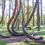 Polen: Krzywy Las