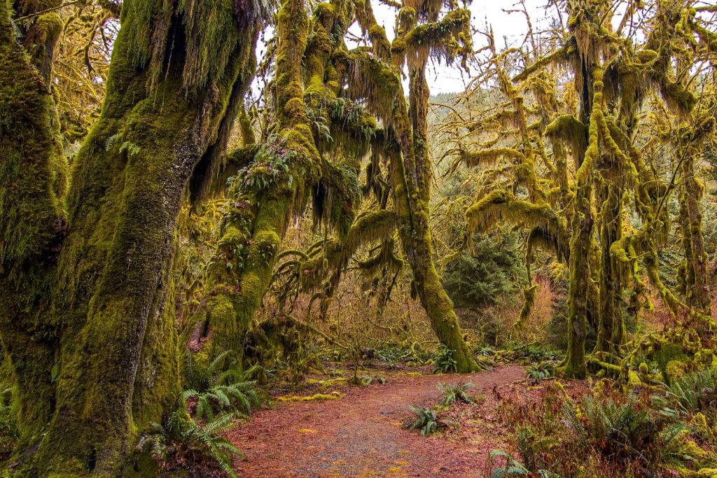 USA: Hoh Rainforest
