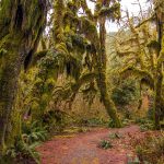 USA: Hoh Rainforest