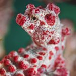Ozeanien: Papua Neuguinea