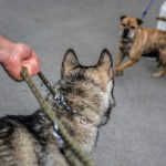 Angst vor Hunden...