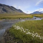 Kungsleden
