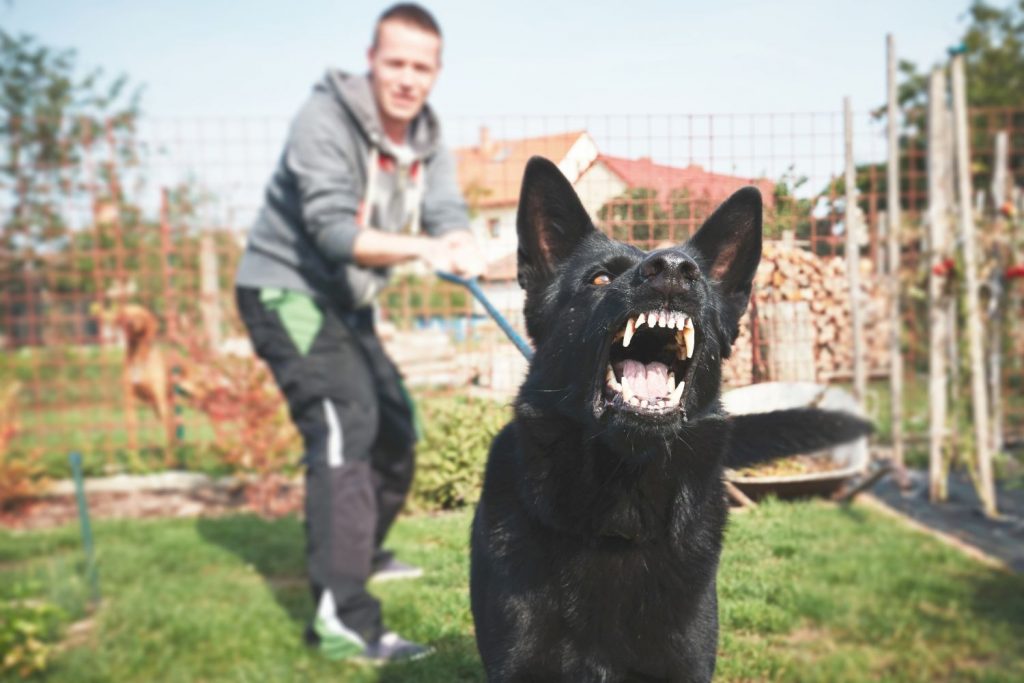 Zwischenfälle mit Hunden...