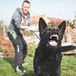 Zwischenfälle mit Hunden...