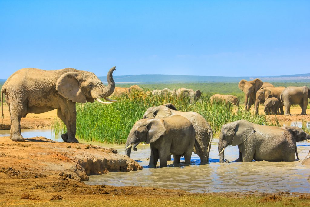 Big Five Marathon