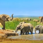 Big Five Marathon