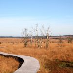Die Moorlandschaft...