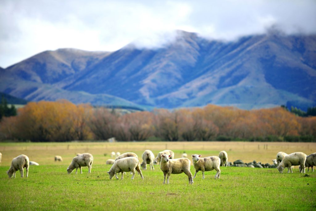 Auf eine Farm in Neuseeland