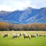 Auf eine Farm in Neuseeland