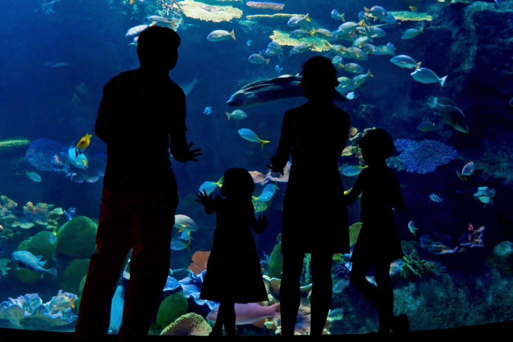 The Blue Planet