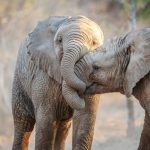 Das Wohl der Tiere